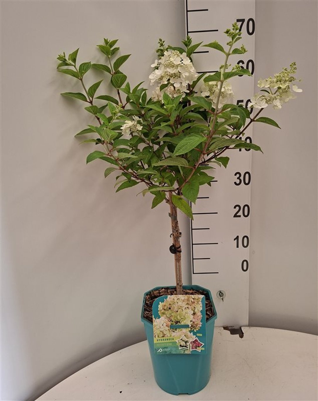 Hydrangea pan. 'Petite Star' - 25 CM Stem C4